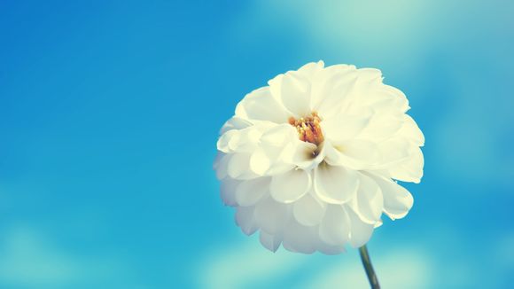 人气卡是什么意思